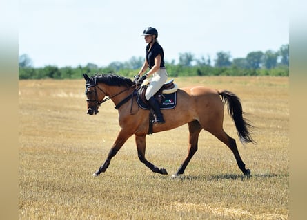 Polnisches Halbblut, Stute, 4 Jahre, 167 cm, Falbe