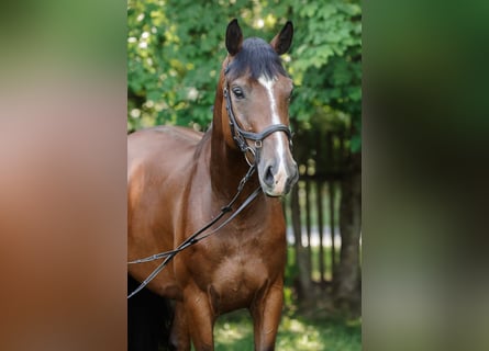 Polnisches Halbblut, Stute, 5 Jahre, 168 cm, Rotbrauner