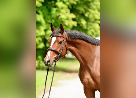 Polnisches Halbblut, Stute, 6 Jahre, 164 cm, Brauner