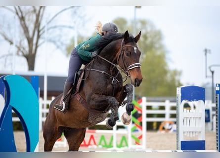 Polnisches Halbblut, Stute, 6 Jahre, 167 cm, Schwarzbrauner