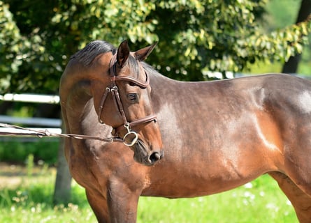 Polnisches Halbblut, Stute, 8 Jahre, 160 cm, Rotbrauner