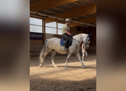 Polnisches Halbblut, Stute, 9 Jahre, 161 cm