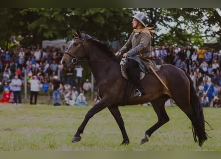 Polnisches Halbblut, Stute, 9 Jahre, 170 cm, Dunkelbrauner