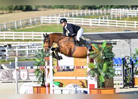 Polnisches Halbblut, Stute, 9 Jahre, 172 cm