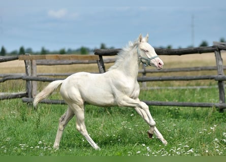 Polnisches Halbblut, Stute, Fohlen (02/2025), 165 cm, Cremello