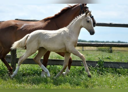 Polnisches Halbblut, Stute, , 167 cm, Palomino