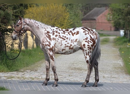 Polnisches Halbblut, Wallach, 2 Jahre, 164 cm, Tigerschecke