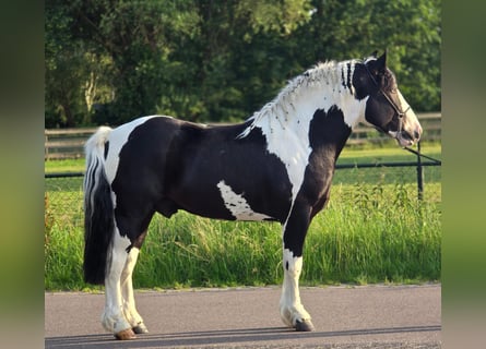 Polnisches Halbblut, Wallach, 3 Jahre, 149 cm, Schecke