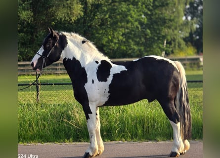 Polnisches Halbblut, Wallach, 3 Jahre, 149 cm, Schecke
