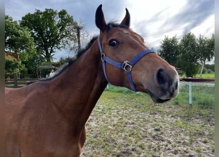 Polnisches Halbblut, Wallach, 3 Jahre, 156 cm, Brauner