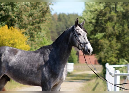 Polnisches Halbblut, Wallach, 4 Jahre, 173 cm, Schimmel
