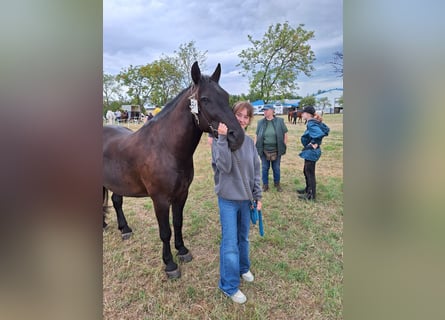 Polnisches Halbblut, Wallach, 8 Jahre, 150 cm, Rappe