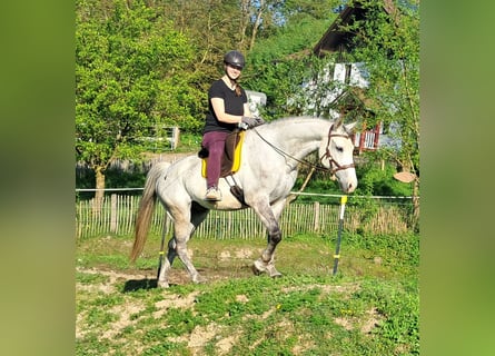 Polnisches Halbblut, Wallach, 9 Jahre, 160 cm, Schimmel