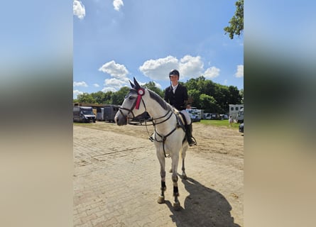 Polnisches Halbblut, Wallach, 9 Jahre, 165 cm, Schimmel