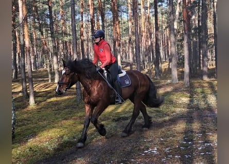 Polnisches Kaltblut Mix, Stute, 10 Jahre, 160 cm, Brauner