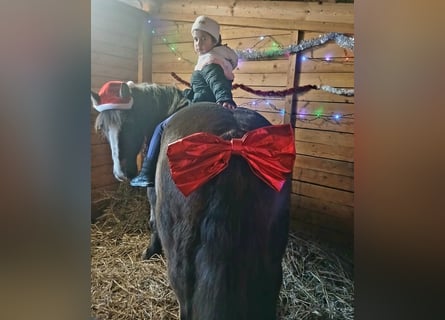 Polnisches Kaltblut, Stute, 11 Jahre, 156 cm, Dunkelfuchs