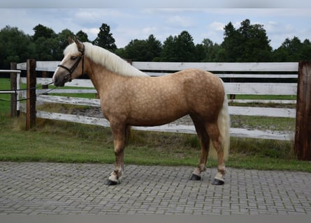 Polnisches Kaltblut, Stute, 2 Jahre, 161 cm, Palomino