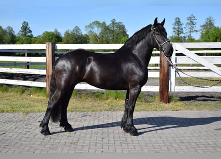 Polnisches Kaltblut Mix, Stute, 3 Jahre, 155 cm, Rappe