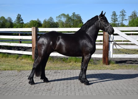 Polnisches Kaltblut, Stute, 3 Jahre, 155 cm, Rappe