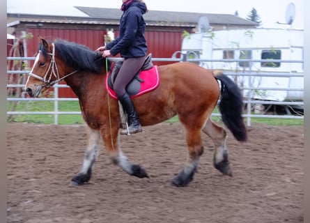 Polnisches Kaltblut, Stute, 3 Jahre, 156 cm, Brauner