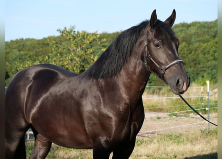 Polnisches Kaltblut, Stute, 3 Jahre, 160 cm, Rappe