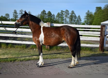 Polnisches Kaltblut, Stute, 3 Jahre, 160 cm, Schecke