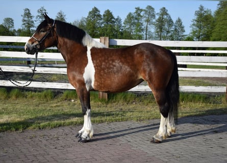 Polnisches Kaltblut, Stute, 3 Jahre, 160 cm, Schecke