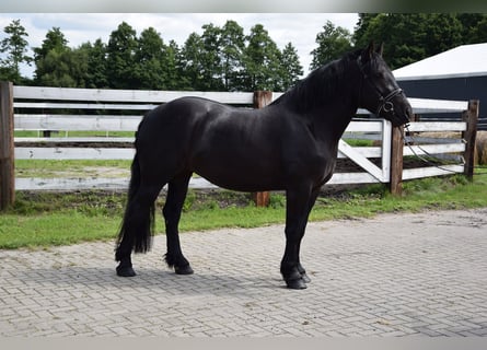 Polnisches Kaltblut, Stute, 3 Jahre, 162 cm, Schwarzbrauner
