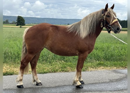 Polnisches Kaltblut, Stute, 3 Jahre, 164 cm, Dunkelfuchs