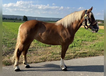 Polnisches Kaltblut Mix, Stute, 3 Jahre, 166 cm, Fuchs