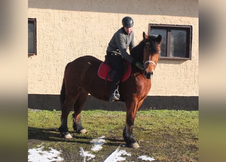 Polnisches Kaltblut, Stute, 4 Jahre, 157 cm, Brauner