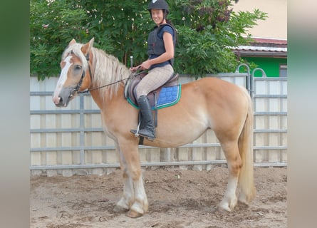 Polnisches Kaltblut, Stute, 4 Jahre, 158 cm, Palomino