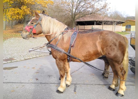 Polnisches Kaltblut, Stute, 4 Jahre, 162 cm, Fuchs