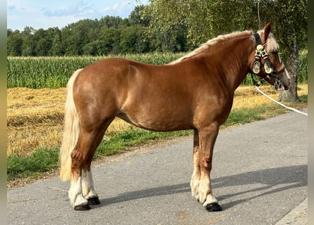 Polnisches Kaltblut, Stute, 4 Jahre, 164 cm, Fuchs