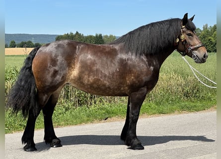 Polnisches Kaltblut, Stute, 4 Jahre, 166 cm, Dunkelbrauner