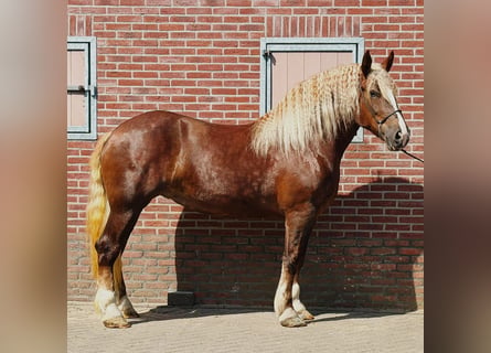 Polnisches Kaltblut, Stute, 4 Jahre, 166 cm