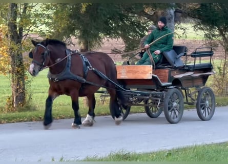 Polnisches Kaltblut, Stute, 5 Jahre, 155 cm, Brauner