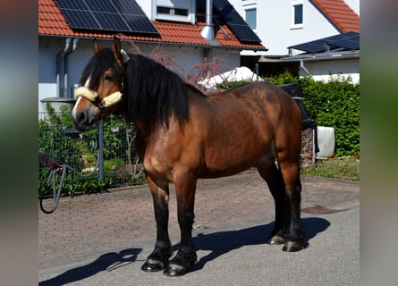 Polnisches Kaltblut Mix, Stute, 5 Jahre, 160 cm, Brauner
