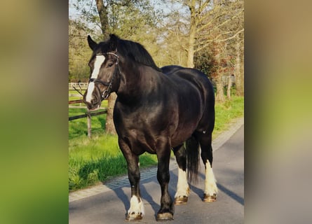Polnisches Kaltblut, Stute, 5 Jahre, 163 cm, Rappe