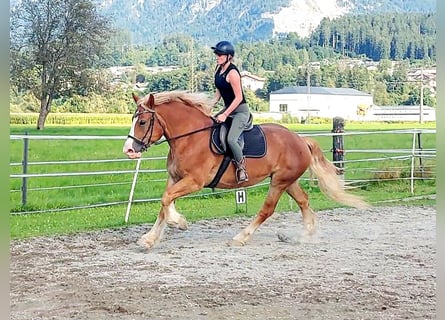 Polnisches Kaltblut, Stute, 6 Jahre, 156 cm, Fuchs
