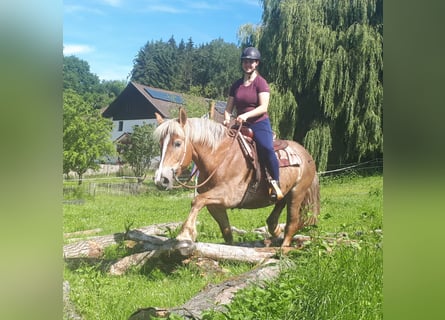 Polnisches Kaltblut, Stute, 6 Jahre, 157 cm, Fuchs