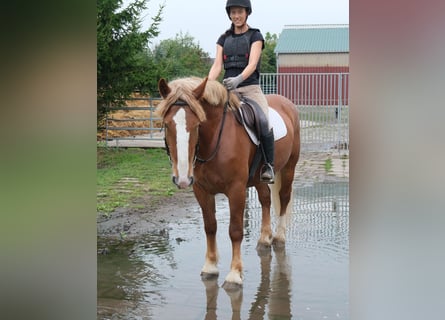 Polnisches Kaltblut, Stute, 7 Jahre, 160 cm, Fuchs