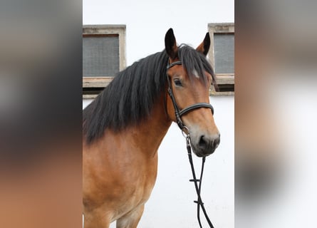 Polnisches Kaltblut, Stute, 7 Jahre, 166 cm, Brauner