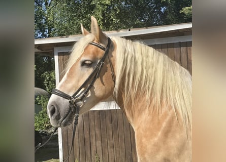 Polnisches Kaltblut, Stute, 8 Jahre, 158 cm, Palomino