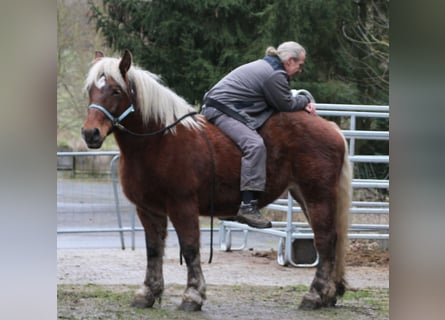 Polnisches Kaltblut, Stute, 9 Jahre, 157 cm, Fuchs