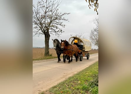 Polnisches Kaltblut, Stute, 9 Jahre, 160 cm, Brauner