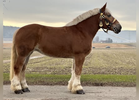 Polnisches Kaltblut, Stute, 9 Jahre, 164 cm, Fuchs