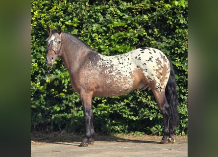 Polnisches Kaltblut, Wallach, 2 Jahre, 161 cm, Tigerschecke