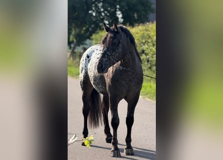 Polnisches Kaltblut, Wallach, 2 Jahre, 162 cm, Tigerschecke