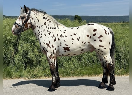 Polnisches Kaltblut Mix, Wallach, 3 Jahre, 155 cm, Tigerschecke